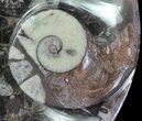 Fossil Orthoceras & Goniatite Plate - Stoneware #62466-2